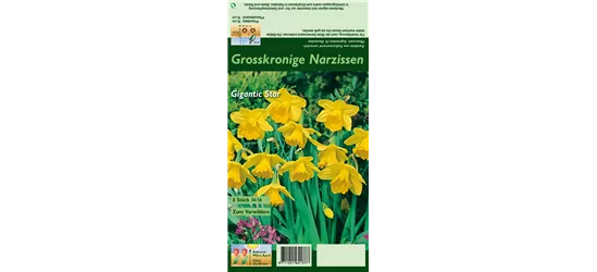Großkronige Narzisse 'Gigantic Star'