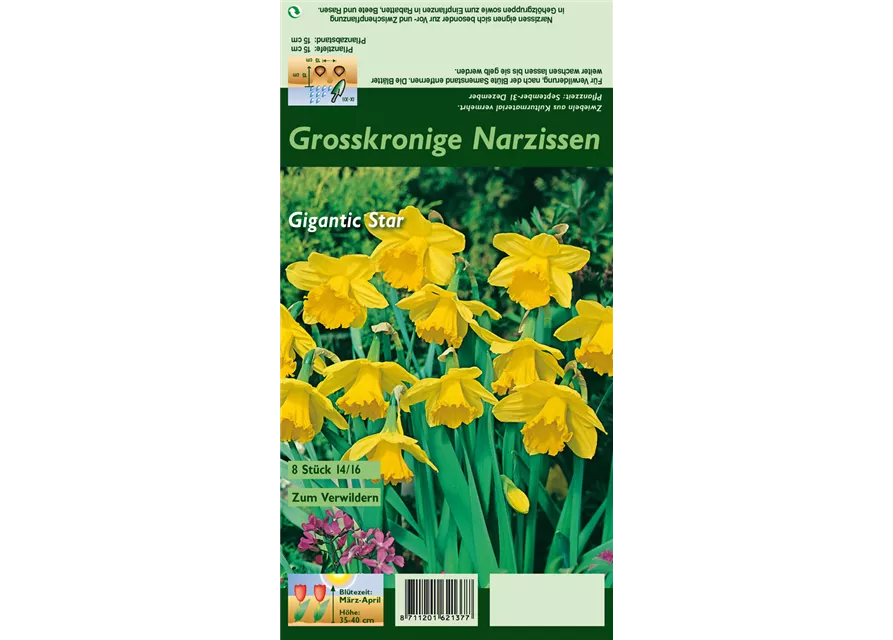 Großkronige Narzisse 'Gigantic Star'