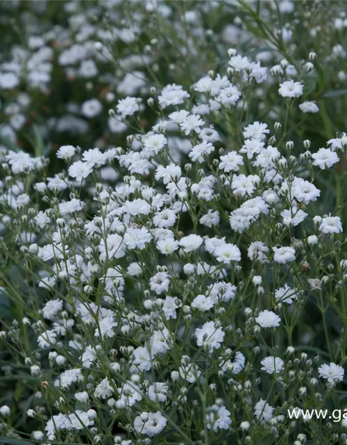 Gypsophila repens 'Compacta Plena'