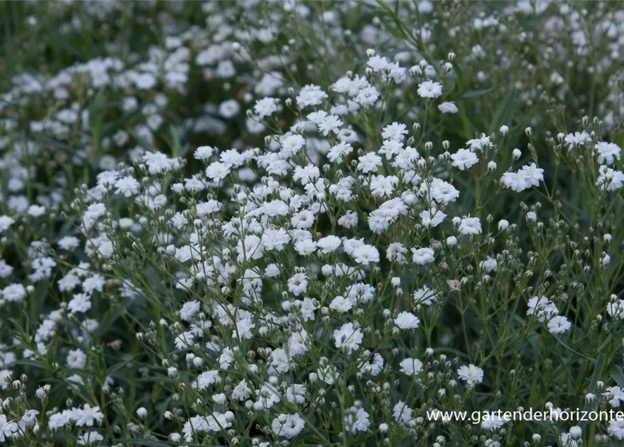 Gypsophila repens 'Compacta Plena'