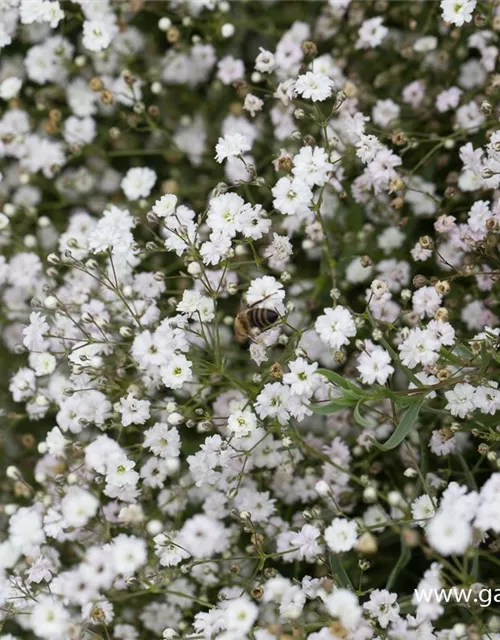 Gypsophila repens 'Compacta Plena'