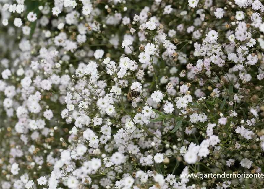 Gypsophila repens 'Compacta Plena'
