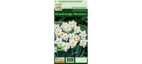 Großkronige Narzisse 'Ice Follies'