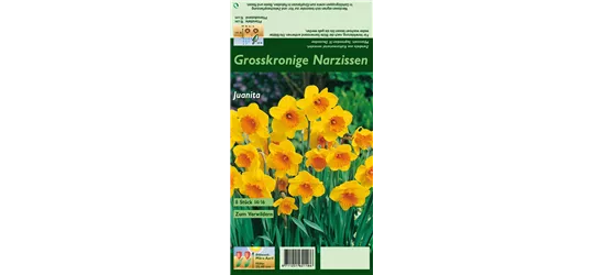 Großkronige Narzisse 'Juanita'