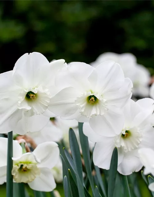 Großkronige Narzisse 'Stainless'