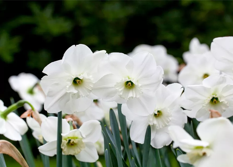 Großkronige Narzisse 'Stainless'