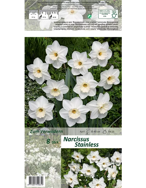 Großkronige Narzisse 'Stainless'