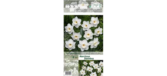 Großkronige Narzisse 'Stainless'