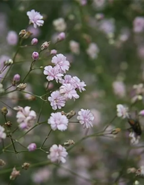Gypsophila repens 'Rosenschleier'