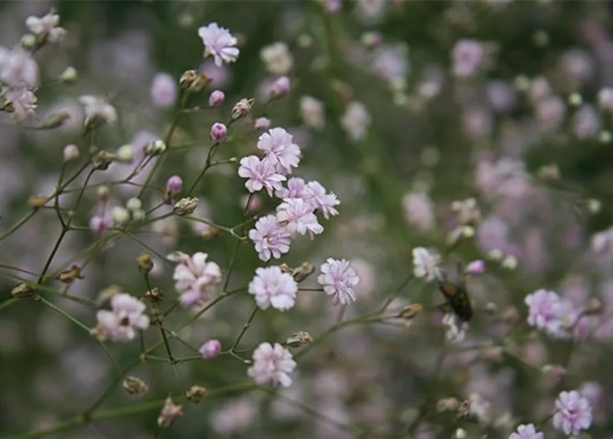 Gypsophila repens 'Rosenschleier'
