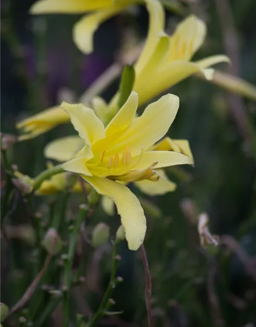 Hemerocallis citrina