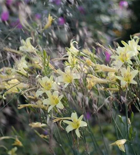 Hemerocallis citrina Hemerocallis citrina