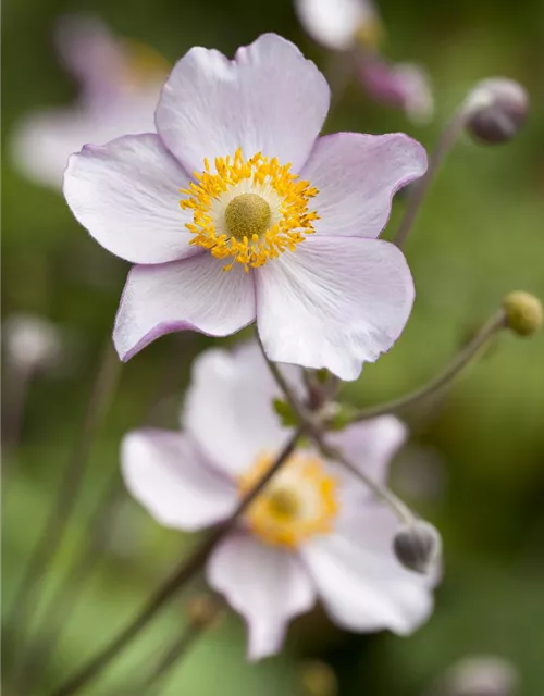 Herbst-Anemone