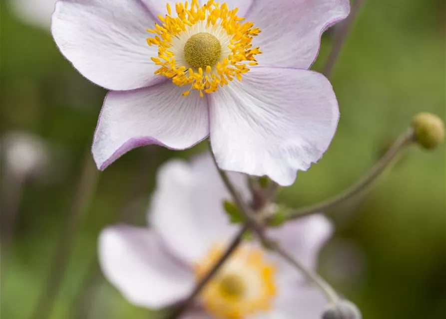 Herbst-Anemone