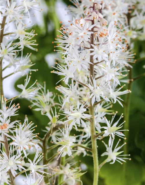 Herzblättrige Schaumblüte