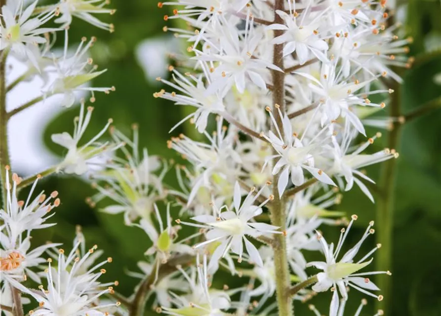 Herzblättrige Schaumblüte