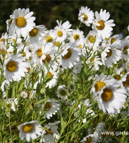 Herbstmargerite