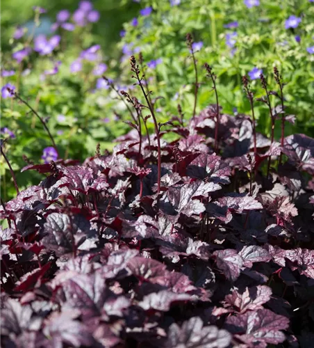 Heuchera micrantha 'Plum Pudding' -R-