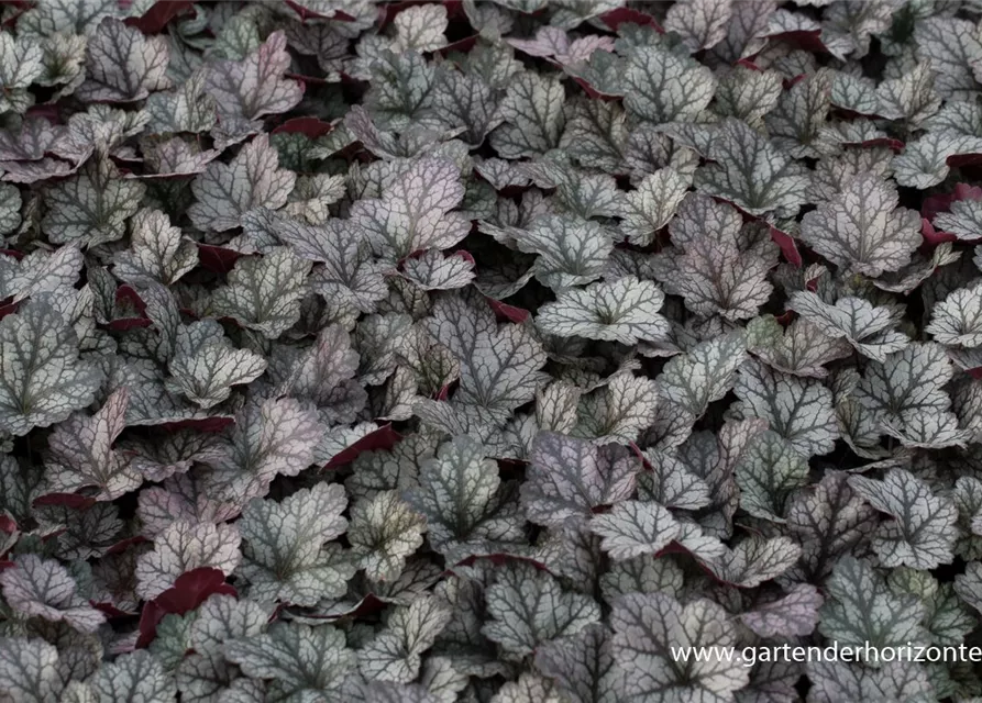 Heuchera x cult.'Glitter' -R-