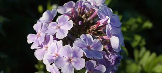 Hohe Garten-Flammenblume