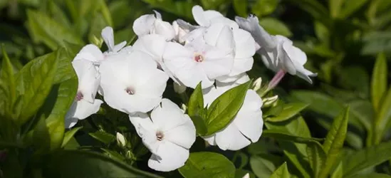 Hohe Garten-Flammenblume