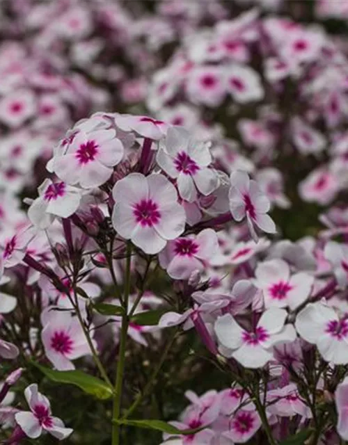 Hohe Garten-Flammenblume 'Swizzle'