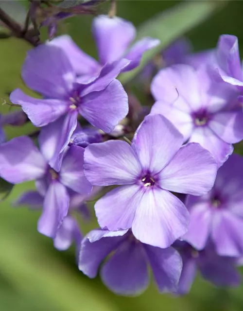 Hohe Garten-Flammenblume 'Blue Paradise'