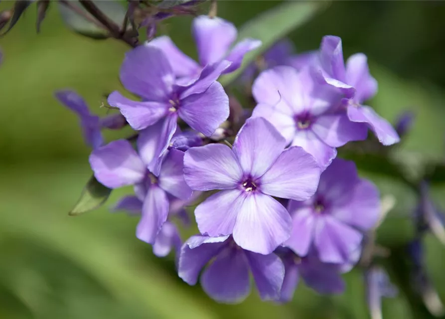 Hohe Garten-Flammenblume 'Blue Paradise'