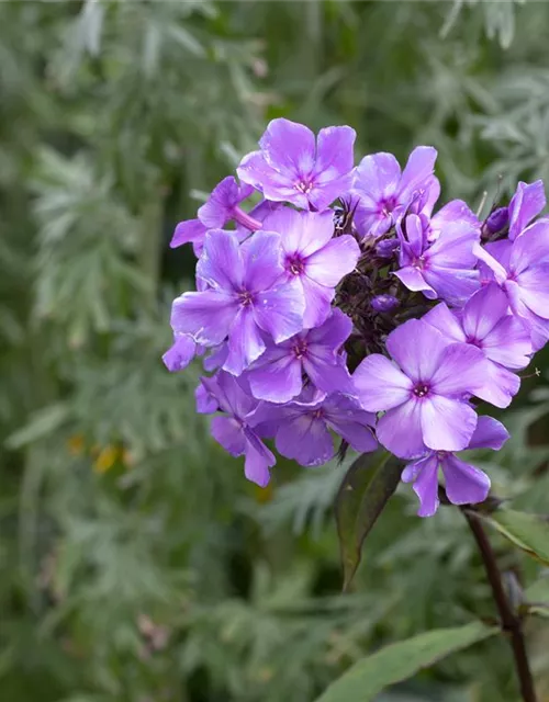 Hohe Garten-Flammenblume 'Blue Paradise'