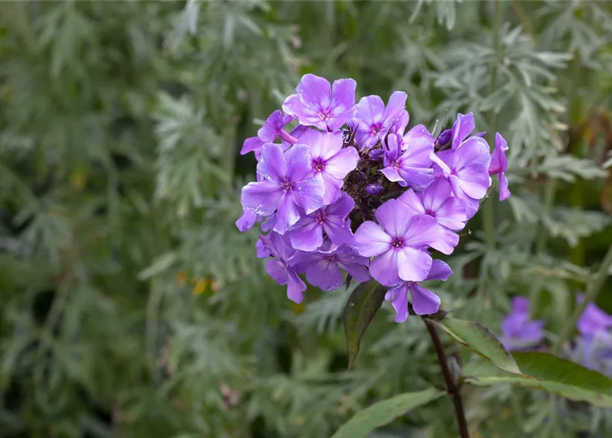Hohe Garten-Flammenblume 'Blue Paradise'