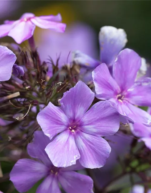 Hohe Garten-Flammenblume 'Blue Paradise'