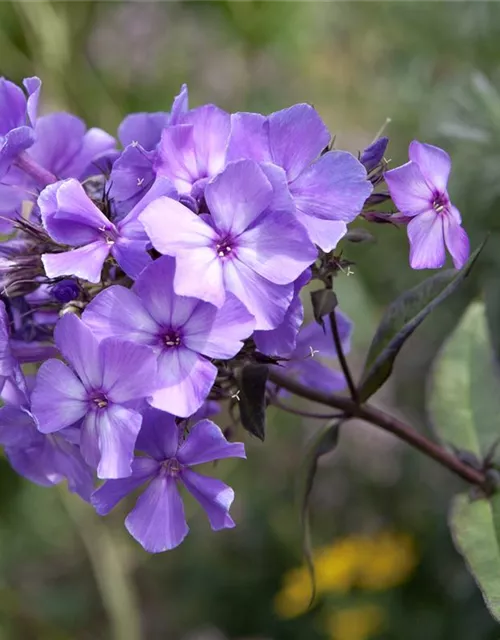 Hohe Garten-Flammenblume 'Blue Paradise'