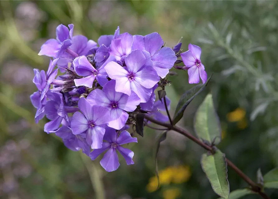 Hohe Garten-Flammenblume 'Blue Paradise'