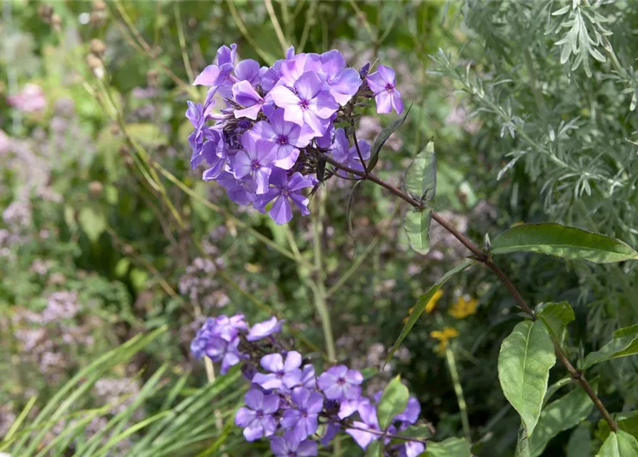 Hohe Garten-Flammenblume 'Blue Paradise'