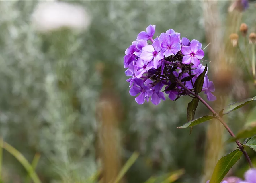 Hohe Garten-Flammenblume 'Blue Paradise'