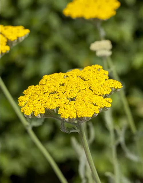 Hohe Garten-Gold-Garbe 'Coronation Gold'