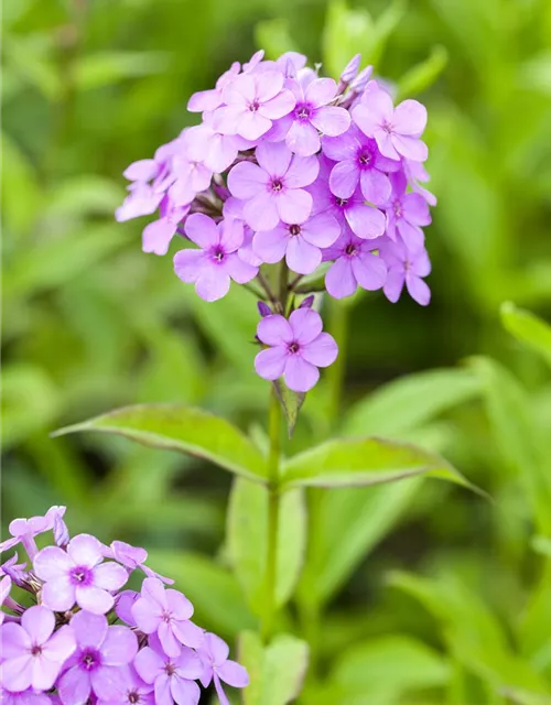 Hohe Garten-Flammenblume 'Hesperis'