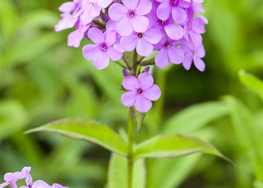 Hohe Garten-Flammenblume 'Hesperis'