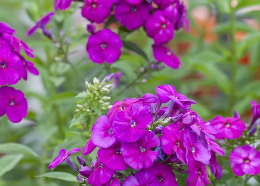 Hohe Garten-Flammenblume 'Purple Flame'®