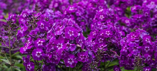 Hohe Garten-Flammenblume 'Purple Kiss'