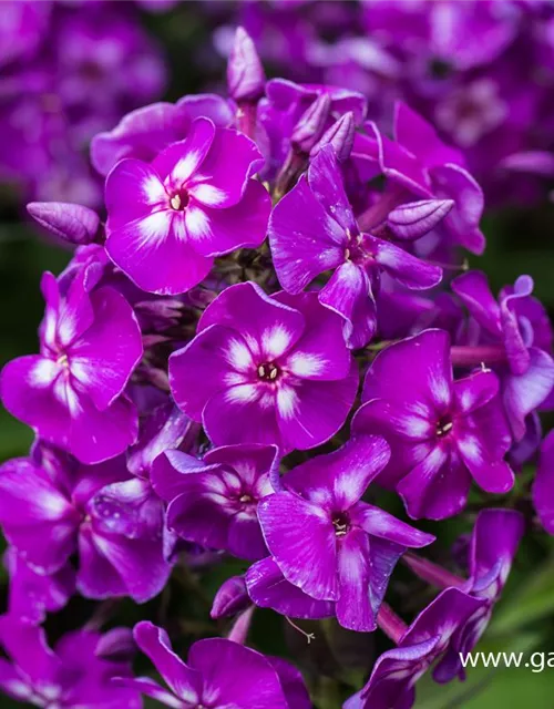 Hohe Garten-Flammenblume 'Purple Kiss'