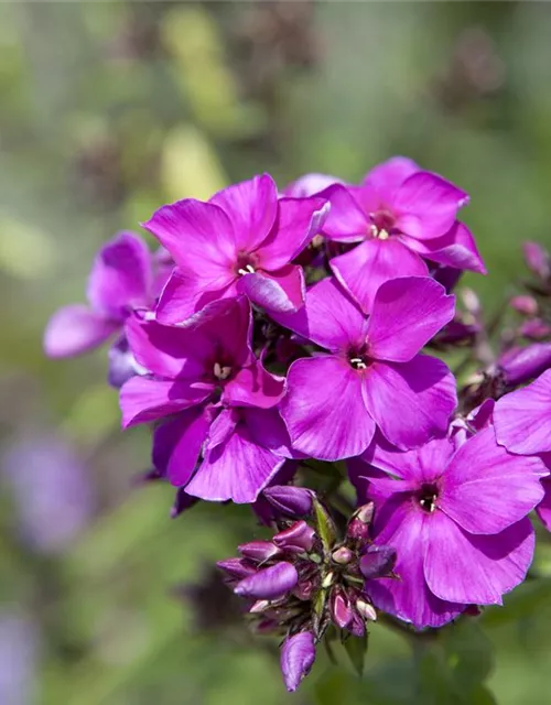 Hohe Garten-Flammenblume 'Starfire'