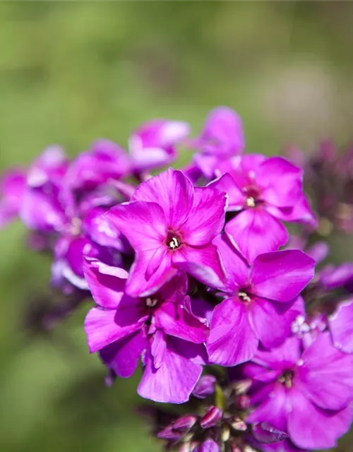 Hohe Garten-Flammenblume 'Starfire'