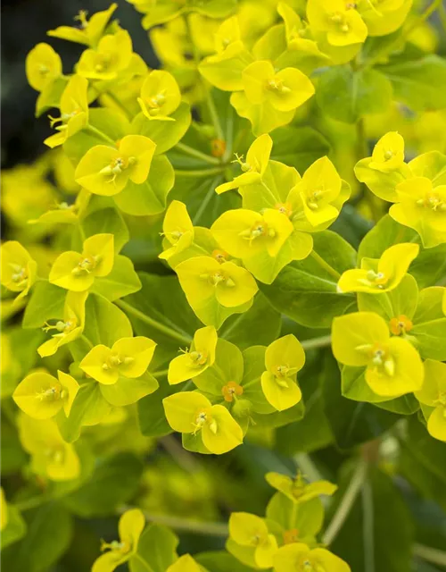 Hohe Garten-Wolfsmilch 'Goldener Turm'