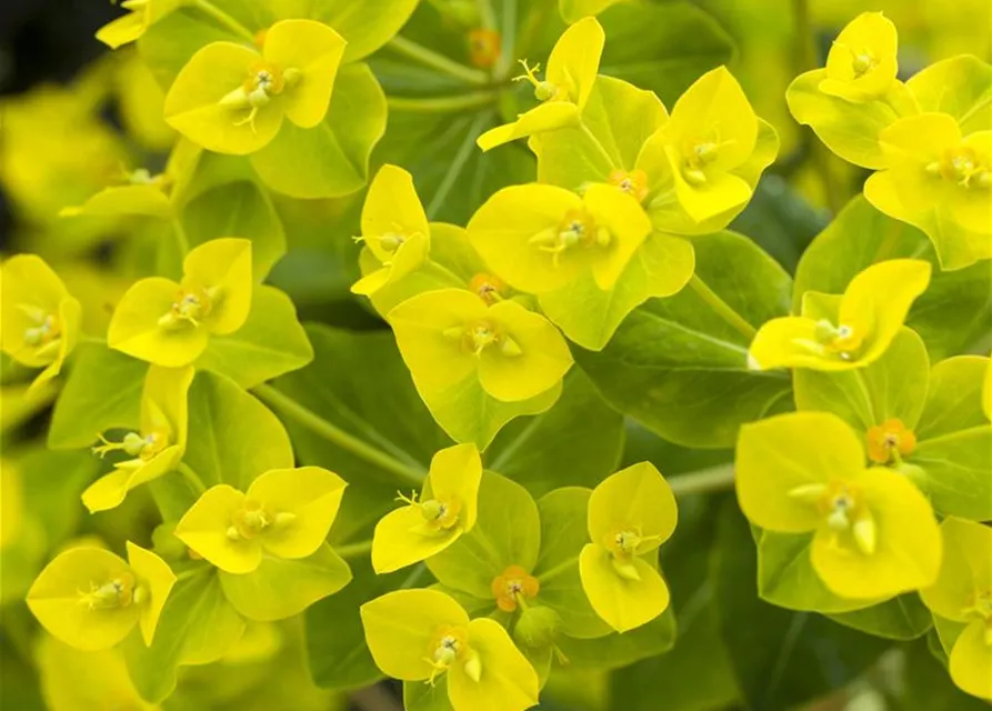 Hohe Garten-Wolfsmilch 'Goldener Turm'
