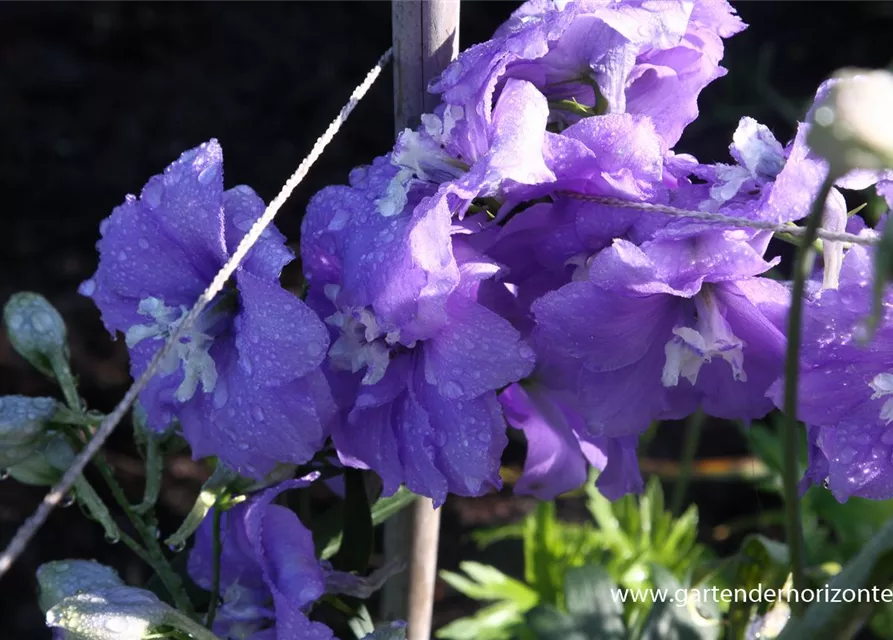 Hoher Garten-Rittersporn 'Delphi´s Misty'