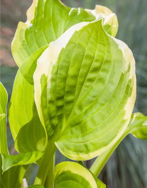 Hosta x cult.'Shade Fanfare'