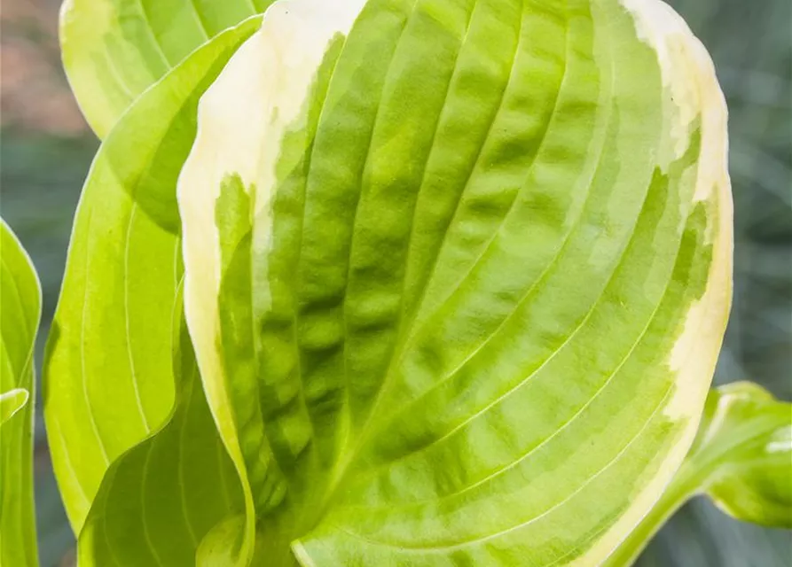 Hosta x cult.'Shade Fanfare'