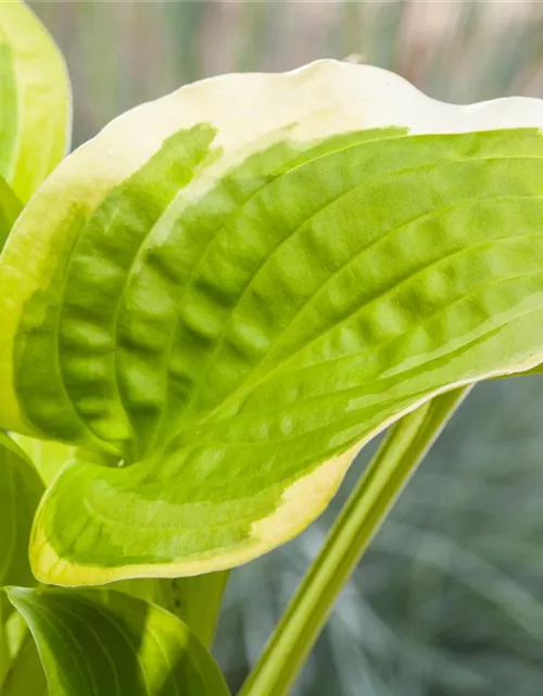 Hosta x cult.'Shade Fanfare'