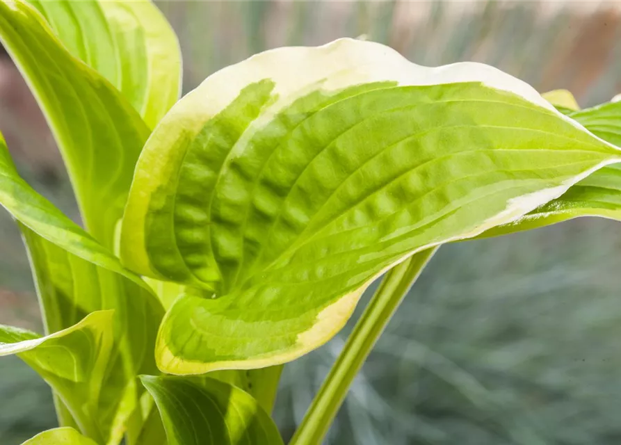 Hosta x cult.'Shade Fanfare'